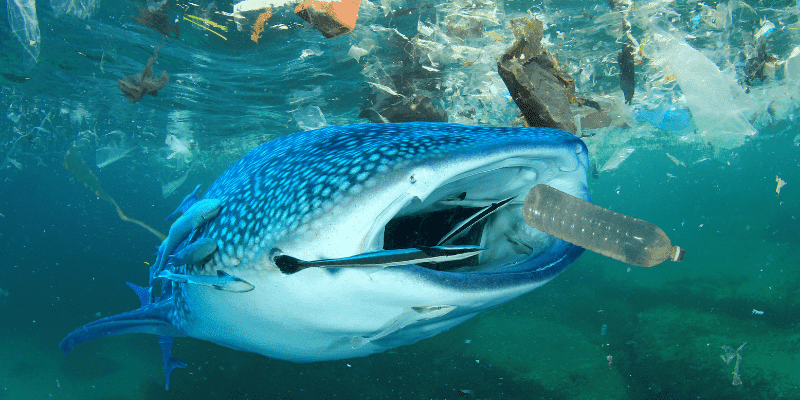 Celebrate World Ocean Day With Clean Hair