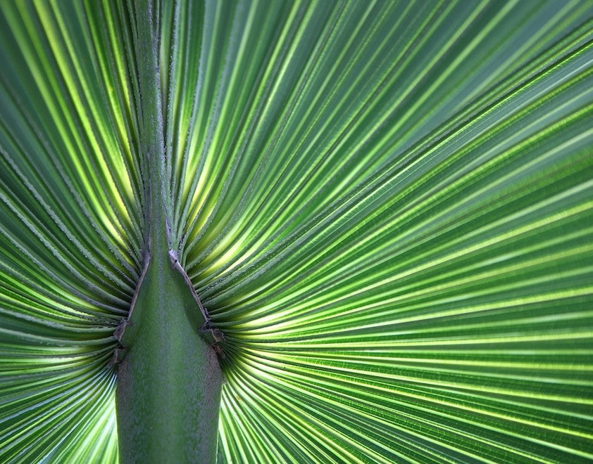 Saw Palmetto Extract