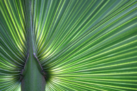 Saw Palmetto Extract
